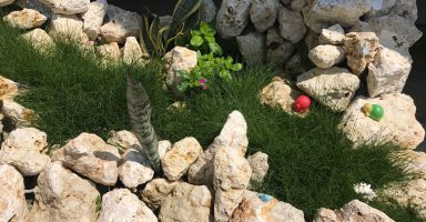 琉球石灰岩と洋芝を演出の石庭