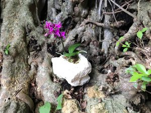 木の根から咲く琉球石化岩と胡蝶蘭の作品