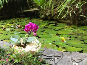 首里の龍潭の池にあるといいね！琉球石化岩と花！