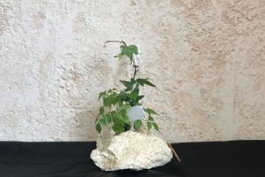 琉球石灰岩アレンジメント　緑　贈答品の人気商品