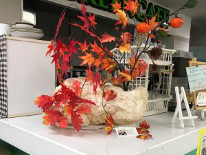 琉球石灰岩と紅葉の秋（もみじ）デスプレー